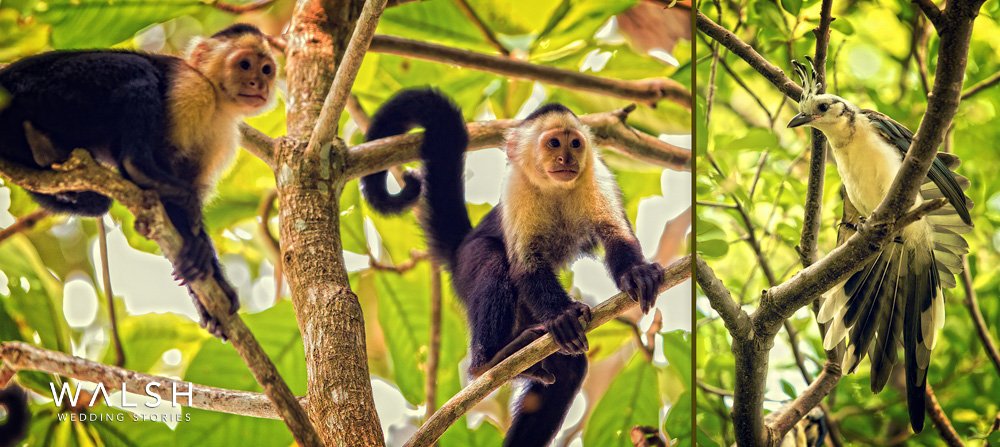 dreams las mareas costa rica wedding photographer - local wildlife monkeys and birds at resort
